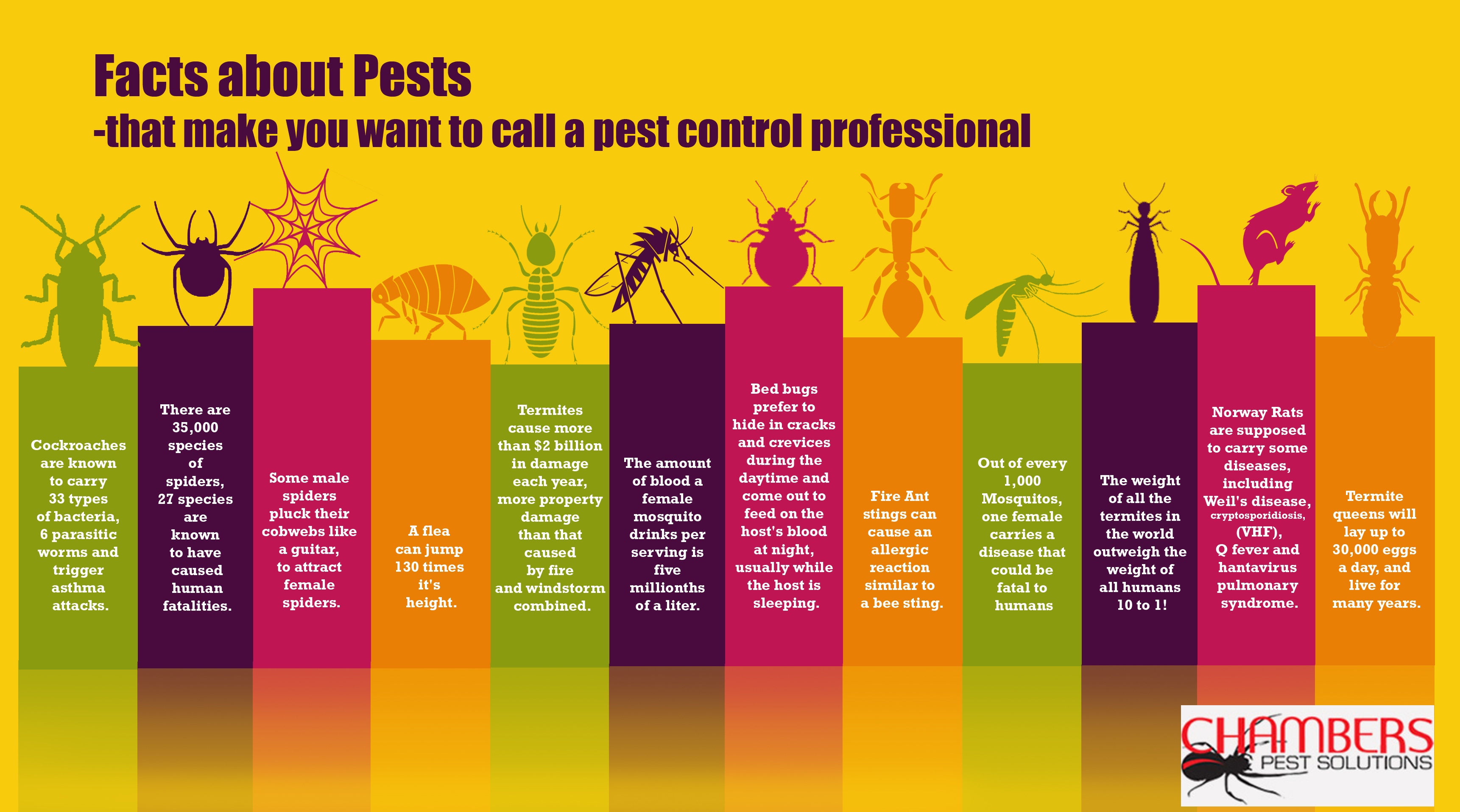 Pest Control Brisbane